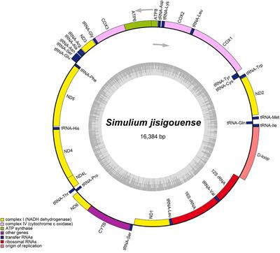 The complete mitochondrial genome of Simulium jisigouense (Diptera: Simuliidae) and phylogenetic analysis of Simuliidae